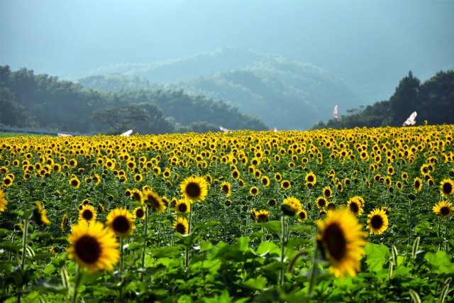 【中山ひまわり団地】夏に行きたいひまわり畑ランキング★全国3位★　ひまわりが今年も咲き始めました