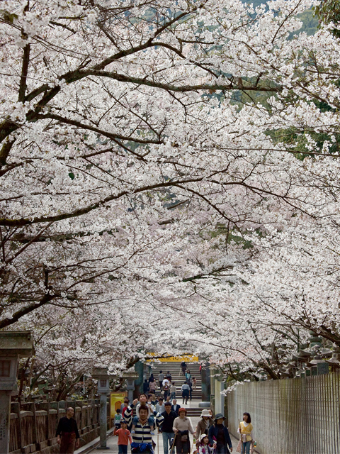 金刀比羅宮は桜の名所！　桜馬場では桜のトンネルができます　※4月上旬が見頃の予想