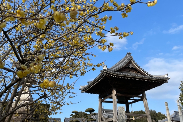 早春の訪れを感じる観光スポット「延命院」