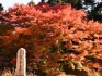 【紅葉情報】雲辺寺