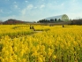【国営讃岐まんのう公園】早春の花々が楽しめます　「早春フェスタ」