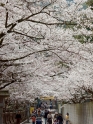 香川桜の名所【金刀比羅宮】桜馬場に桜のトンネルができます。