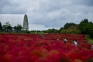 【国営讃岐まんのう公園】秋の深まり満喫！コキアの紅葉が見頃♪