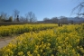 【国営讃岐まんのう公園】早春の花々が見頃♪