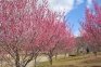 【国営讃岐まんのう公園】早春の花々が咲き始めています。　※2月3日空室あります