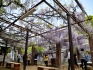 【岩田神社】樹齢約840年超といわれる孔雀藤が圧巻！