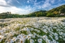 【フラワーパーク浦島】一面が真っ白い花に埋め尽くされる美しさが格別！