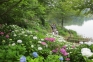 【国営讃岐まんのう公園】6/1～「あじさいまつり」★40品種2万本のアジサイ満喫♪