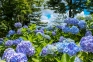 【雲辺寺】約3万株のアジサイ満喫！