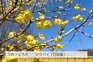 【国営讃岐まんのう公園】3月2日まで早春フェスタ開催中！　