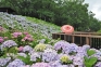 【国営讃岐まんのう公園】6月7日～「あじさいまつり」開催