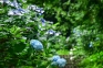 【初夏の風物詩】あじさいに包まれる神社「粟井神社」へお出かけしませんか？