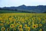 夏の絶景！“中山ひまわり団地”で元気チャージ🌻