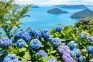 瀬戸内海を望む絶景あじさいスポットへ —紫雲出山 あじさいが見頃です—