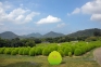 【夏の絶景】国営讃岐まんのう公園「夏のコキア」見頃！✨